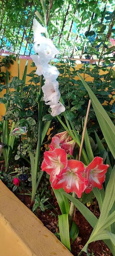 לאס פאלמס דה גראן קנאריה Casa Maestro Lelo - Acogedora Casa Rural Canaria Con Patios Y Jardines De Flores 0*, לאס פאלמס דה גראן קנאריה