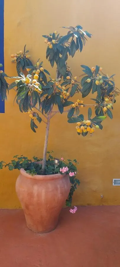 לאס פאלמס דה גראן קנאריה Casa Maestro Lelo - Acogedora Casa Rural Canaria Con Patios Y Jardines De Flores בית נופש