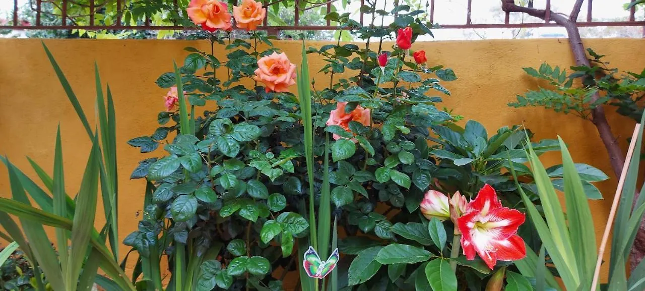 לאס פאלמס דה גראן קנאריה Casa Maestro Lelo - Acogedora Casa Rural Canaria Con Patios Y Jardines De Flores 0*, לאס פאלמס דה גראן קנאריה ספרד